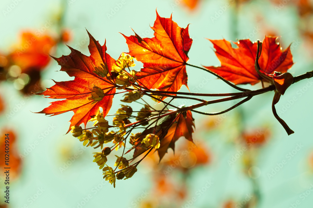 Canvas Prints maple branch with flowers and red spring leaves