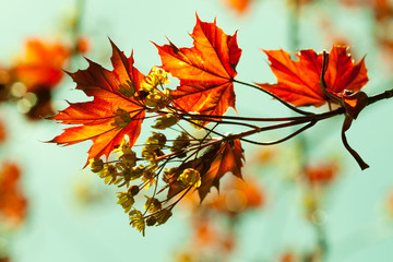 Plakat Maple branch with flowers and red spring leaves
