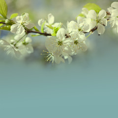  Blooming apple tree branch. blue sky background