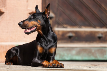 Doberman. urban background