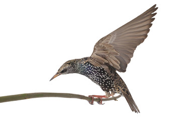  Starling