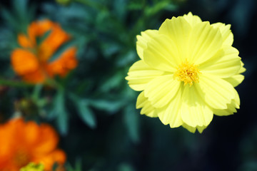 Obraz premium Yellow cosmos flower.