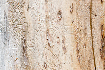 Bark beetle engraving the sapwood