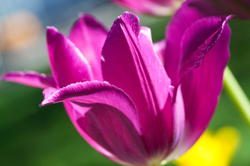 Fototapeta na wymiar Pink tulips (soft focus, macro view)