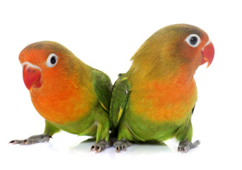 Obraz na płótnie Canvas young fischeri lovebirds
