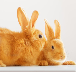 two red rabbits on white background