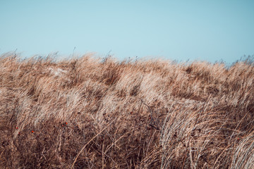 Hill of dried brown grass