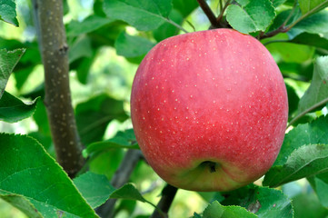 close-up of red apple