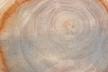 slice of wood timber natural background