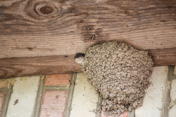 Little House martin awaiting for parets with food in the nest. Authentic farm series.