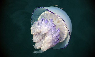 Rhizostoma pulmo jellyfish