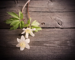 snowdrops on wooden background