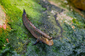 Atlantic mudskipper (Periophthalmus barbarus). Animal theme. © dudlajzov