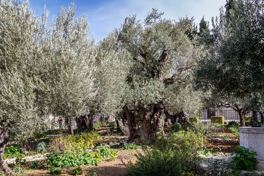 Old olive trees in the Garden of Gethsemane