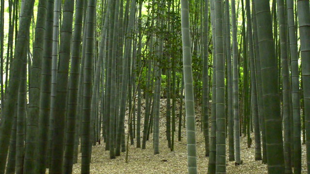 Rain falling in Japanese bamboo garden at Hokokuji Temple in Kamakura 
