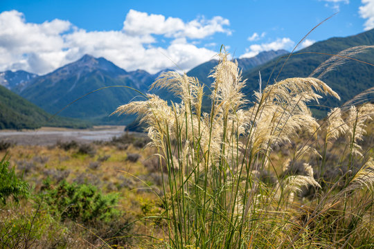 New Zealand summer landscape with Toetoe grass  and mountains in