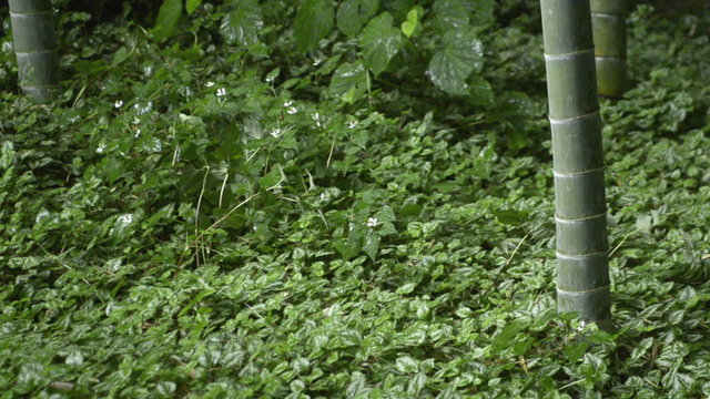 Rain falling in Japanese bamboo garden at Hokokuji Temple in Kamakura 