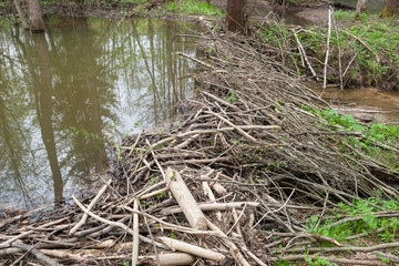 Beaver dam at forest reserve