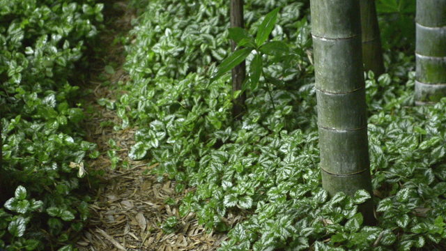 Rain falling in Japanese bamboo garden at Hokokuji Temple in Kamakura 