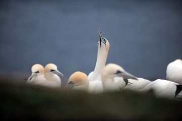 Vögel, Helgoland