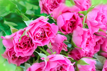 Obraz na płótnie Canvas Romantic background with pink roses