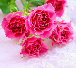 Pink roses on a background paper