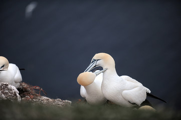 Vögel, Helgoland