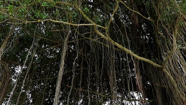 Crown of tree with vines hanging down