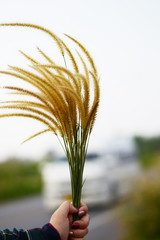 country side and grass on the way