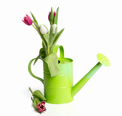Grüne Gießkanne mit Tulpen  © von Lieres