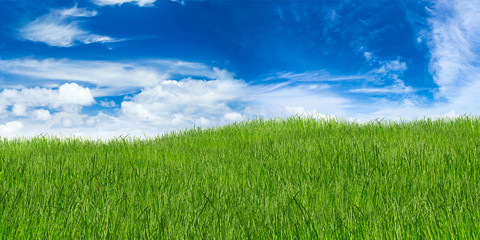 green grass landscape in front of blue sky