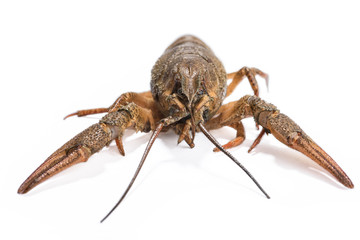 Crayfish isolated on the white background