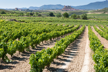 Fototapeta na wymiar Viñedo, San Vicente de la Sonsierra al fondo, La Rioja (España)