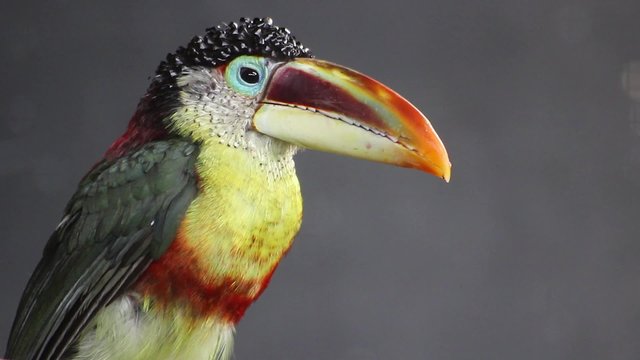Close-up of a Curl-crested Aracari
