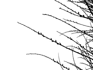 Vector branches on white background 