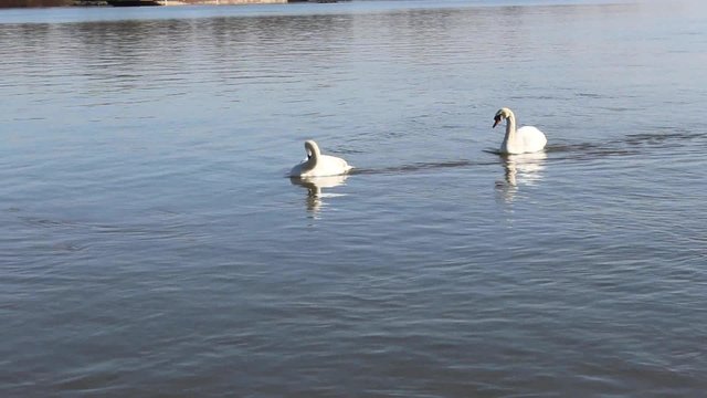 Two cute swans sail the river, the Danube.