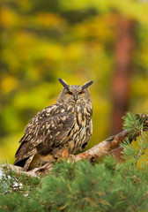 Eagle owl perching on the pine tree, with squirrel prey, clean background, Czech republic