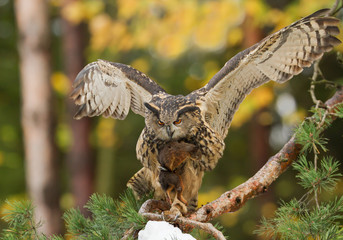 Eagle owl perching on the pine tree, open wings, with squirrel prey, clean autumn background, Czech republic
