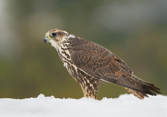 Sacer falcon standing in the snow, with clean green background, Czech Republic