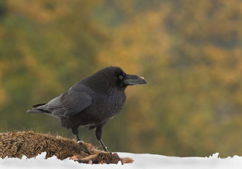 Raven standing on the deer prey, on the snow, eating, clean background, Czech Republic