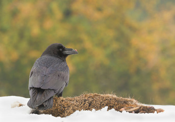 Raven standing on the deer prey, on the snow, eating, clean background, Czech Republic