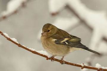 Finch on branch in winter