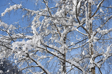alberi con neve inverno Natale pino abete nevicata