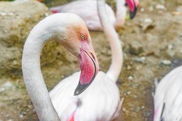 white flamingo bird