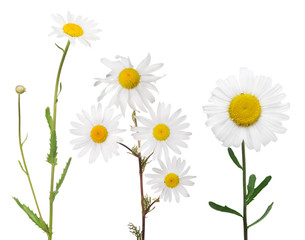 isolated set of three white fine chamomile flowers