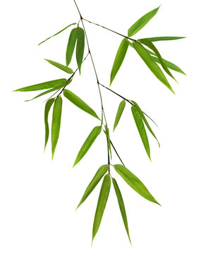 isolated green bamboo branch