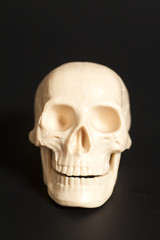 human skull model on black background