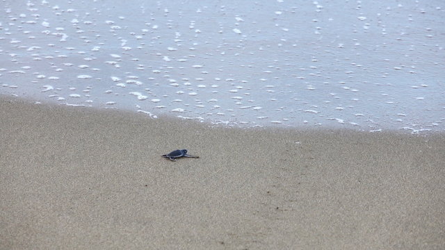 Baby sea turtle crawling on sand towards sea

