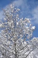 alberi con neve inverno Natale pino abete nevicata