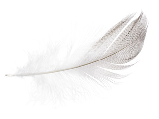 striped seagull feather on white